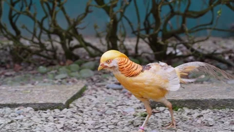 Pheasant Walking Gracefully in Natural Environment 4K Vídeos de archivo 336834020