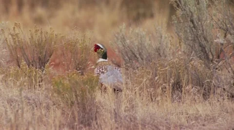 Pheasant walking in ranch Stock Footage 54593577