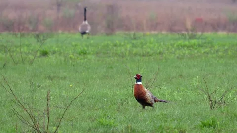 A pheasant walking through a field of dewy grass with a Canada hose in the Stock Footage 323867703