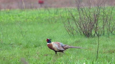 A pheasant walking through a field of dewy grass. Stock Footage 323874181