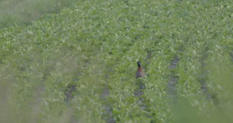 Pheasant walking through a field Stock Footage 169077358