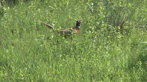 Pheasant walking through the grass Stock Footage 141105887