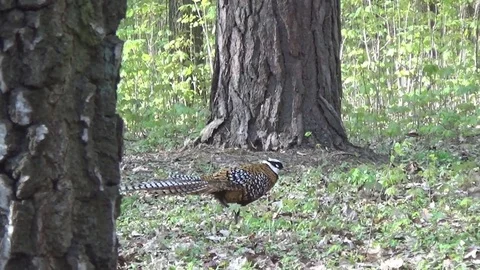 Pheasant walks in the park, pines Video stock 74929669