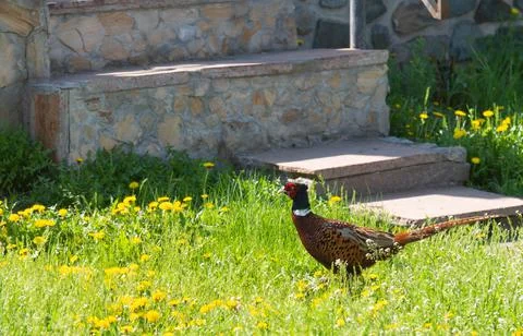 A pheasant walks in the yard Stock Photos