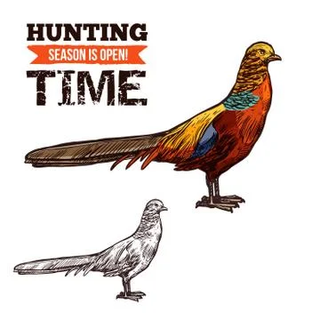 Pheasant wild bird, vector sketch Stock Illustration