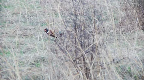 Pheasant in the wild Stock Footage 10709554