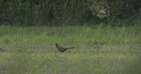 Pheasant wild game bird feeding in country field Stock Footage 318623204