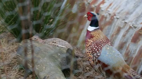 Pheasants in aviary Stock Footage 50966060