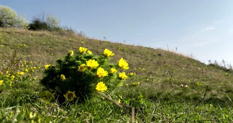 Pheasant's eye (Adonis vernalis) in spring blossom. Stock Footage 132654512