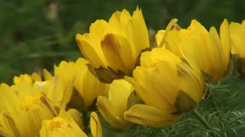 Pheasant's eye flowers 動画素材 48830415