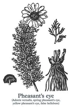 Pheasant's eye. Vector hand drawn plant. Vintage medicinal plant sketch. Stock Illustration