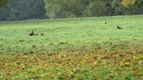 Pheasants in the field Stock Footage 69839948