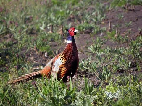 Pheasants in the field . Foto stock