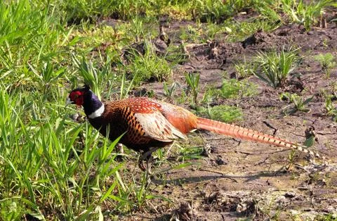 Pheasants in the field. Stock Photos