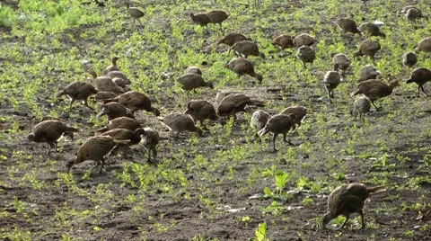 Pheasants Stock Footage 8833938