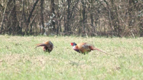 Pheasants 動画素材 107858554