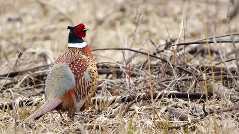 Pheasants Stock Footage 153385320