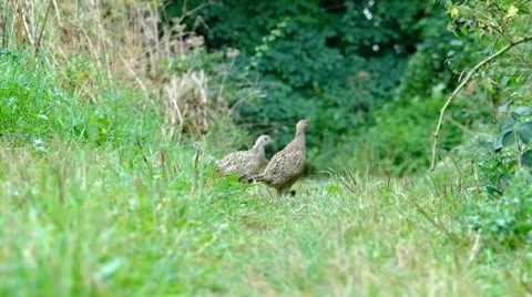 Pheasants on a footpath Stock Footage 43100385