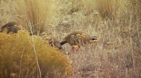 Pheasants grazing in ranch Stock Footage 54593817