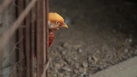 PHEASANT'S HEAD Stock Footage 158027546