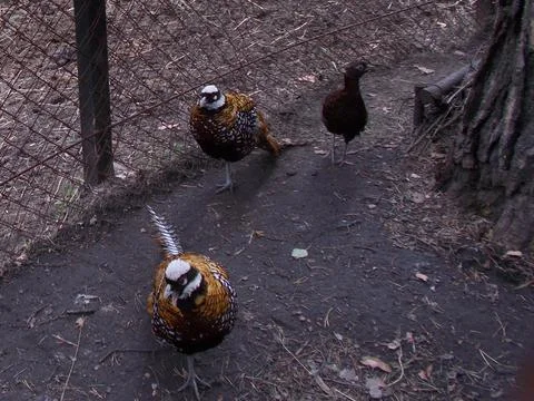 Pheasants Stock Photos