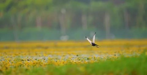 A pheasanttailed jacana bird in flight over a vibrant yellow lotus flower pond Vídeos de archivo 334269072