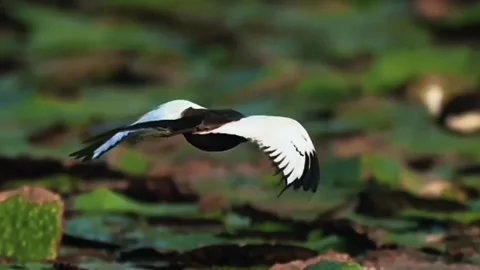 Pheasanttailed jacana bird in flight over a lotus pond Vidéo 336033439