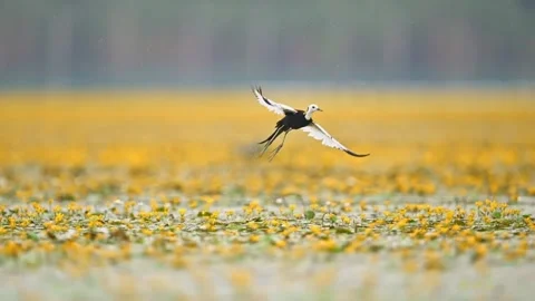 Pheasanttailed jacana in flight over a pond covered with yellow flowers Stockbeeldmateriaal 334269285