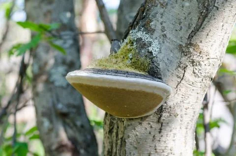 Phellinus igniarius mushroom Stock Photos