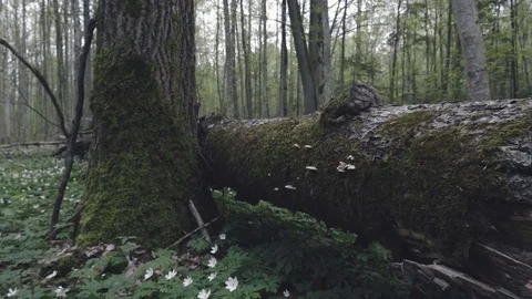 Phellinus igniarius on the tree Stock Footage 80002131