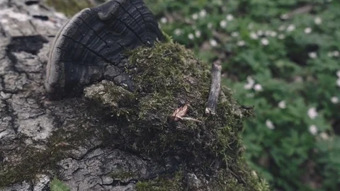 Phellinus igniarius on the tree Stock Footage 80002321