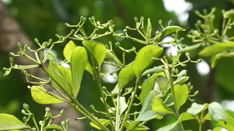 Phellodendron amurense (Amur cork tree) Stock Footage 264142112
