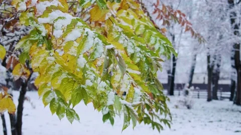 Phellodendron amurense commonly called the Amur cork tree in the city park. Cork Stock Footage 228228689