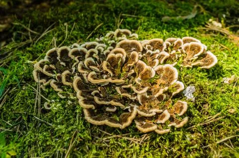 Phellodon tomentosus Stock Photos