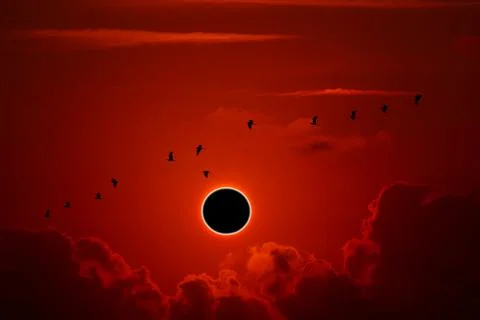 Phenomenon of partial sun eclipse over silhouette birds flying and sunset sky Stock Photos