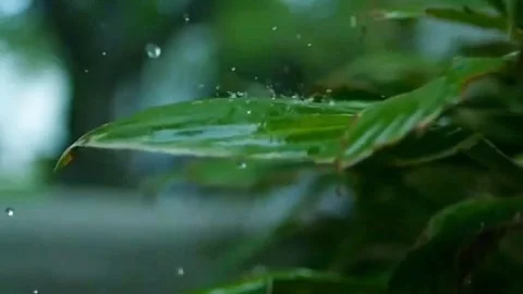 Phenomenon of the seconds when raindrops hit the leaves 4K Stock Footage 305955258