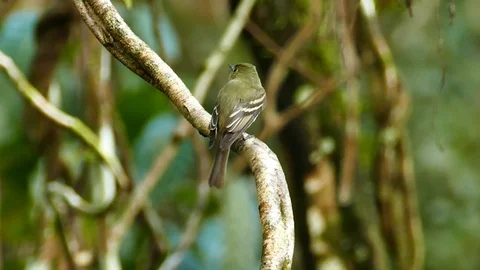 Pheobe or flycatcher type bird perched on liana in Panama Stock Footage 123554490