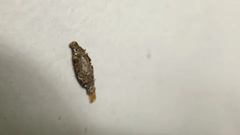 Phereoeca uterella casebearer larva crawling on indoor wall surface Stock Footage 336756886