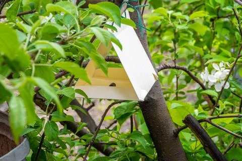 Pheromone trap for apple codling moth hanging on a tree to attract butterflie Stock Photos
