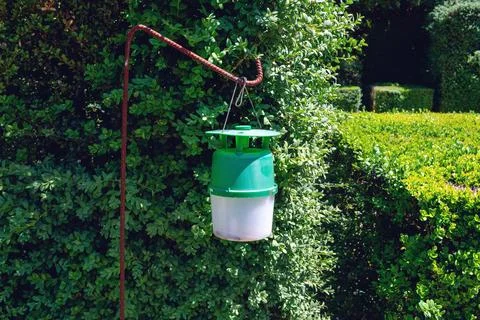 Pheromone trap from the boxwood moth. The pheromone is included Foto stock
