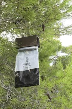 Pheromone trap to catch Processionary worms Stock Photos