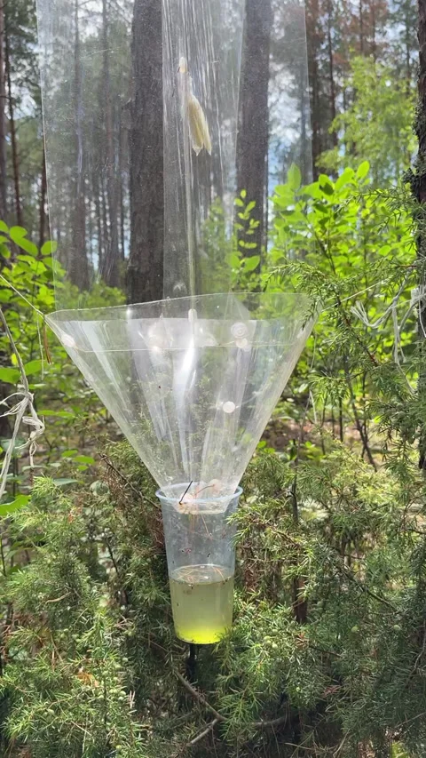 Pheromone trap in the forest. Bark beetle trap. Forest protection from pest.. Stock Footage 314081445