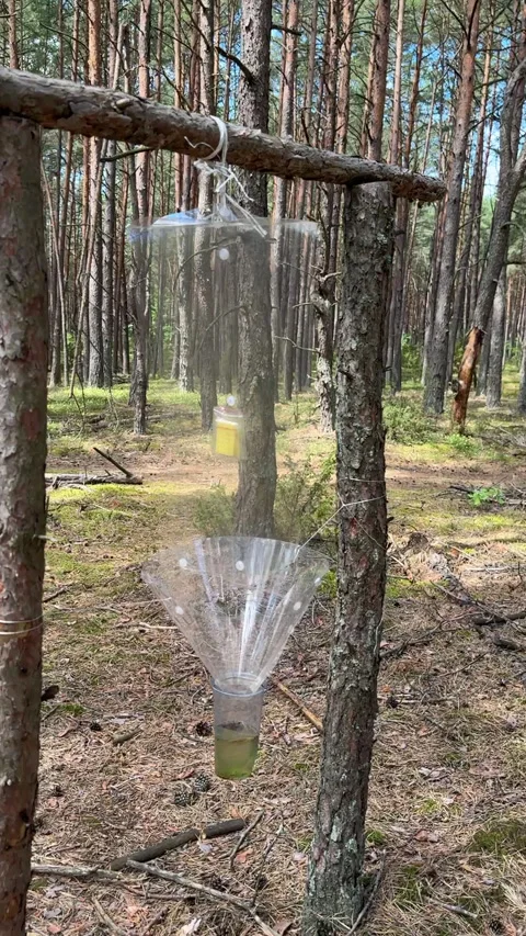 Pheromone trap in the forest. Bark beetle trap. Forest protection from pest.. Stock Footage 314081557