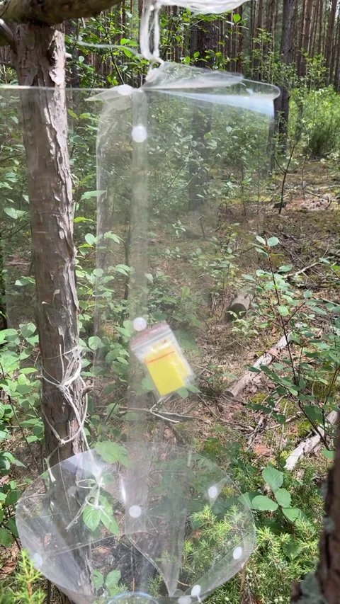 Pheromone trap in the forest. Bark beetle trap. Forest protection from pest.. Stock Footage 314081566