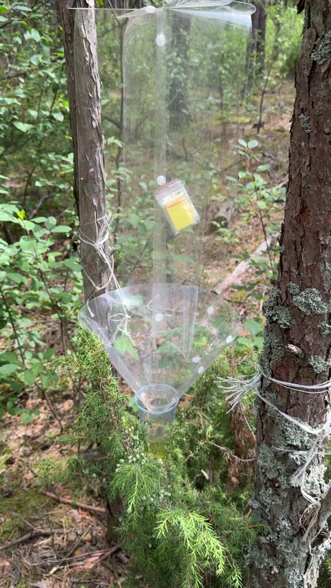 Pheromone trap in the forest. Bark beetle trap. Forest protection from pest.. Stock Footage 314081582