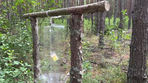 Pheromone trap in the forest. Bark beetle trap. Forest protection from pests. Stock Footage 314081612