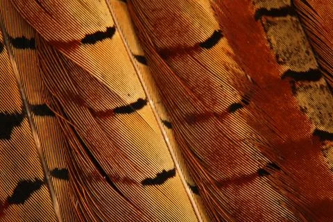 Phesant feather Stock Photos
