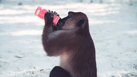 PHI PHI DON, THAILAND - DECEMBER 24, 2019: Monkey drinks from a coke can in Video stock 124322197