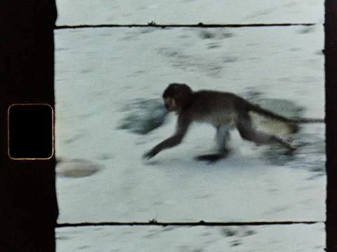 Phi Phi Island Macaque Monkeys on Beach Super 8 2K Vídeos de archivo 337889922