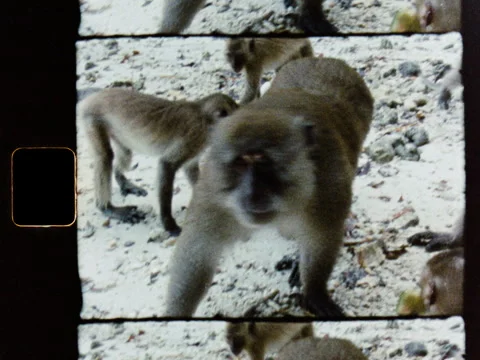 Phi Phi Island Macaque Monkeys Beach Super 8 2K Vídeos de archivo 337889923